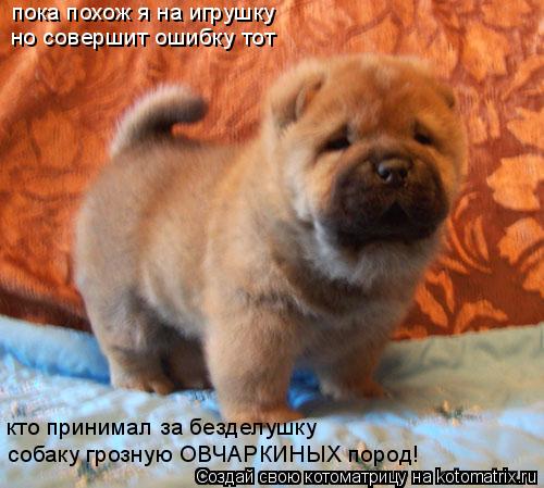 пока похож я на игрушку но совершит ошибку тот кто принимал за безделушку собаку грозную ОВЧАРКИНЫХ ... Котоматрица: пока похож я на игрушку но совершит ошибку тот кто принимал за безделушку собаку грозную ОВЧАРКИНЫХ пород!