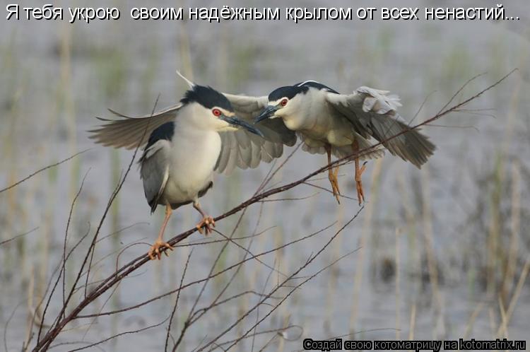 Я тебя укрою своим надёжным крылом от всех ненастий...... Котоматрица: Я тебя укрою своим надёжным крылом от всех ненастий...