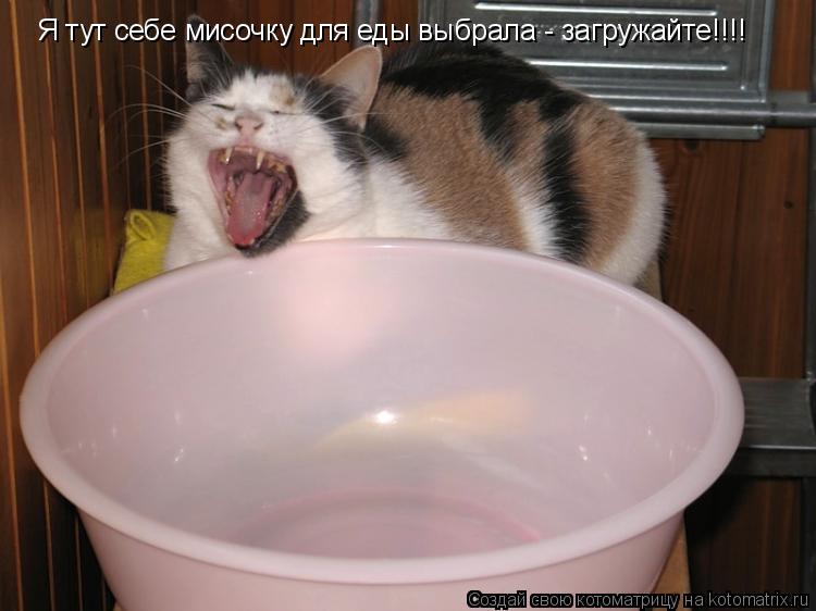 Я тут себе мисочку для еды выбрала - загружайте!!!!... Котоматрица: Я тут себе мисочку для еды выбрала - загружайте!!!!
