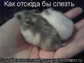 Как отсюда бы слезть... Котоматрица: Как отсюда бы слезть