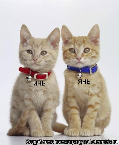 инь янь... Котоматрица: инь янь