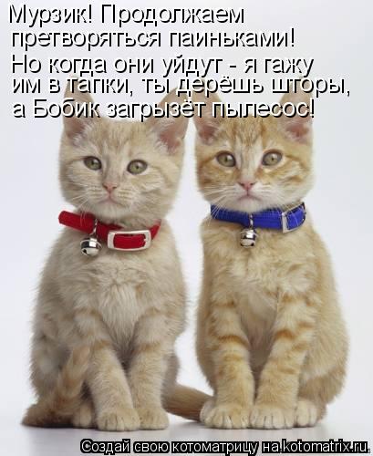 Мурзик! Продолжаем претворяться паиньками! Но когда они уйдут - я гажу им в тапки, ты дерёшь шторы, а... Котоматрица: Мурзик! Продолжаем претворяться паиньками! Но когда они уйдут - я гажу им в тапки, ты дерёшь шторы, а Бобик загрызёт пылесос!