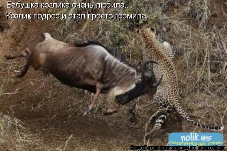 Бабушка козлика очень любила.. Козлик подрос и стал просто громила..... Котоматрица: Бабушка козлика очень любила.. Козлик подрос и стал просто громила..
