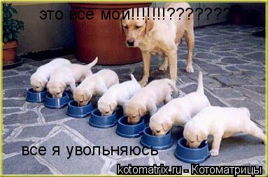 это все мои!!!!!!!??????? все я увольняюсь... Котоматрица: это все мои!!!!!!!??????? все я увольняюсь