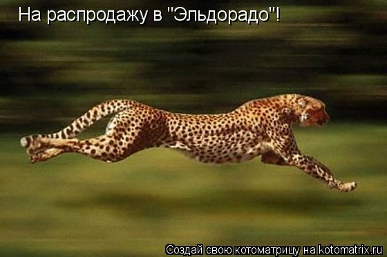 На распродажу в "Эльдорадо"!... Котоматрица: На распродажу в "Эльдорадо"!
