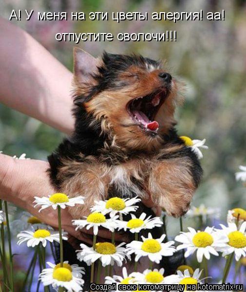 А! У меня на эти цветы алергия! аа! отпустите сволочи!!!... Котоматрица: А! У меня на эти цветы алергия! аа! отпустите сволочи!!!