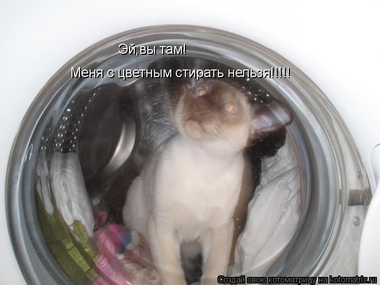 Эй,вы там! Меня с цветным стирать нельзя!!!!!... Котоматрица: Эй,вы там! Меня с цветным стирать нельзя!!!!!
