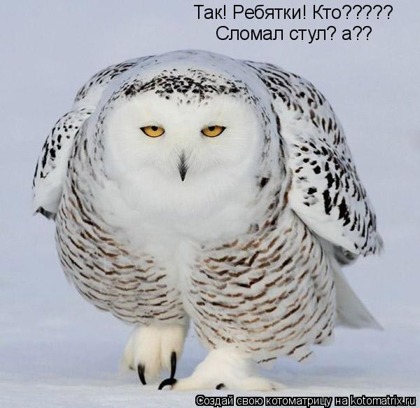 Так! Ребятки! Кто????? Сломал стул? а??... Котоматрица: Так! Ребятки! Кто????? Сломал стул? а??