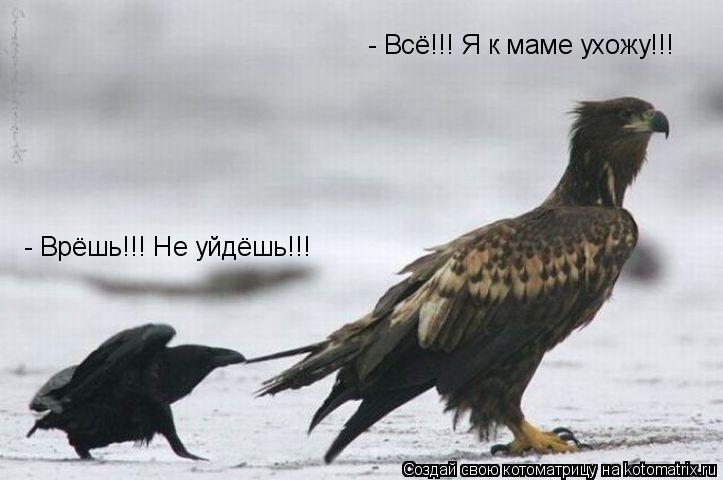 - Всё!!! Я к маме ухожу!!! - Врёшь!!! Не уйдёшь!!!... Котоматрица: - Всё!!! Я к маме ухожу!!! - Врёшь!!! Не уйдёшь!!!