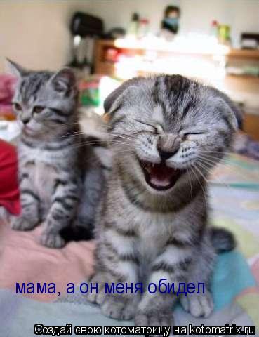мама, а он меня обидел... Котоматрица: мама, а он меня обидел