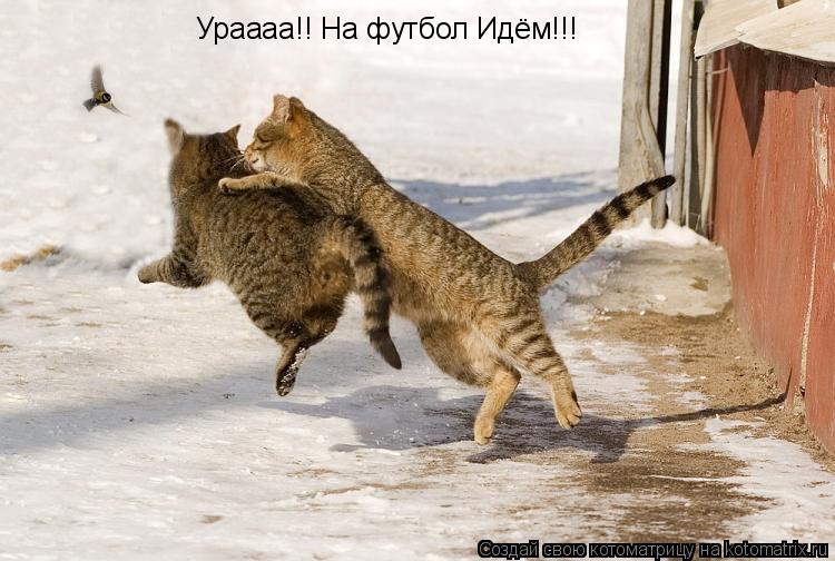 Ураааа!! На футбол Идём!!!... Котоматрица: Ураааа!! На футбол Идём!!!
