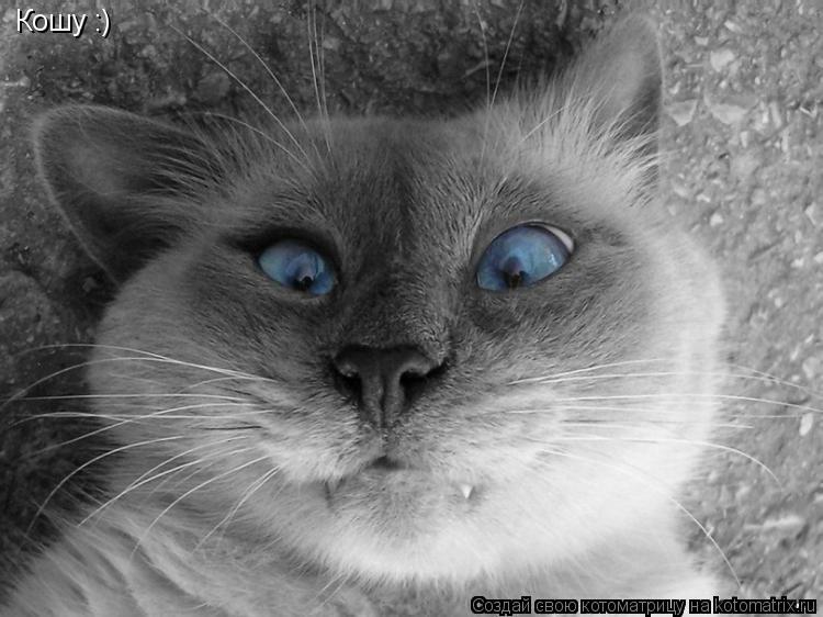 Кошу :)... Котоматрица: Кошу :)
