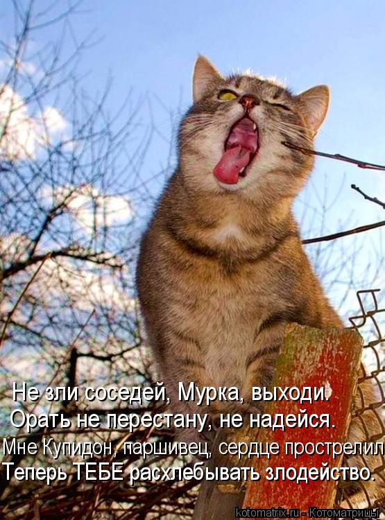 Котоматрица: Не зли соседей, Мурка, выходи. Орать не перестану, не надейся. Мне Купидон, паршивец, сердце прострелил, Теперь ТЕБЕ расхлебывать злодейство.
