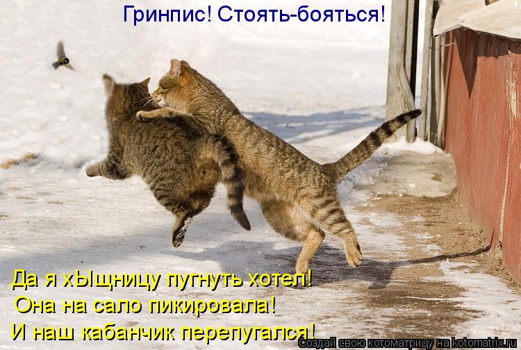Гринпис! Стоять-бояться! Да я хЫщницу пугнуть хотел! Она на сало пикировала! И наш кабанчик перепу... Котоматрица: Гринпис! Стоять-бояться! Да я хЫщницу пугнуть хотел! Она на сало пикировала! И наш кабанчик перепугался!