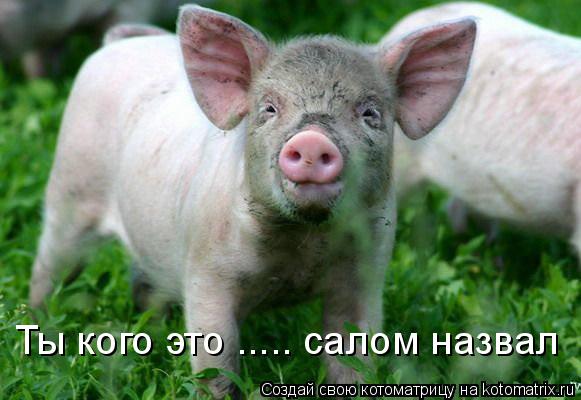 Ты кого это ..... салом назвал... Котоматрица: Ты кого это ..... салом назвал