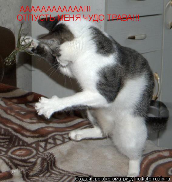 АААААААААААА!!! ОТПУСТЬ МЕНЯ ЧУДО ТРАВА!!!... Котоматрица: АААААААААААА!!! ОТПУСТЬ МЕНЯ ЧУДО ТРАВА!!!