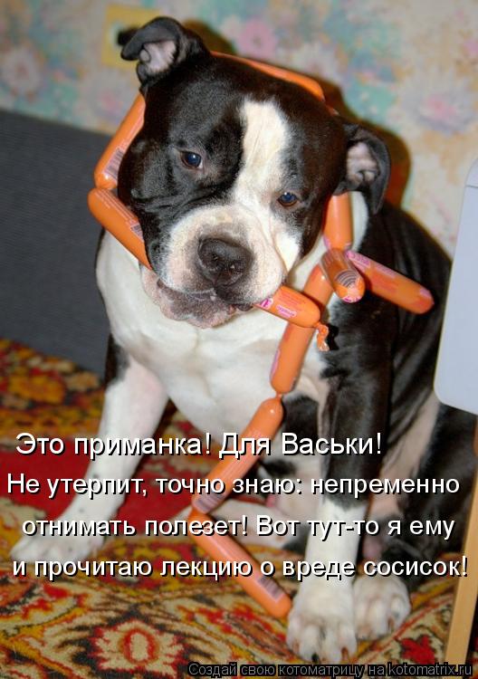 Это приманка! Для Васьки! Не утерпит, точно знаю: непременно и прочитаю лекцию о вреде сосисок! отн... Котоматрица: Это приманка! Для Васьки! Не утерпит, точно знаю: непременно и прочитаю лекцию о вреде сосисок! отнимать полезет! Вот тут-то я ему