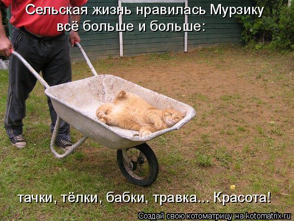 Котоматрица: Сельская жизнь нравилась Мурзику  всё больше и больше: тачки, тёлки, бабки, травка... Красота!