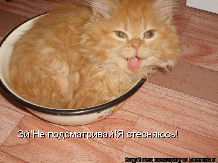 Эй!Не подсматривай!Я стесняюсь!... Котоматрица: Эй!Не подсматривай!Я стесняюсь!