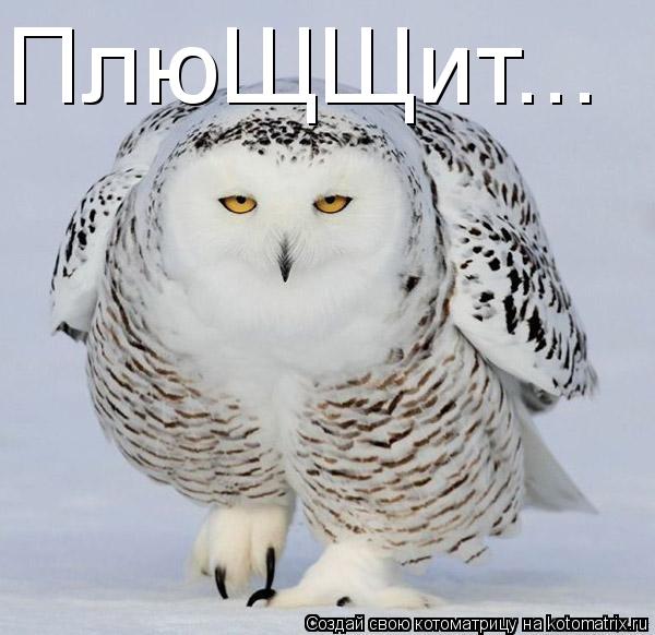 ПлюЩЩит...... Котоматрица: ПлюЩЩит...