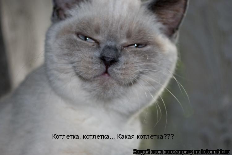 Котлетка, котлетка... Какая котлетка???... Котоматрица: Котлетка, котлетка... Какая котлетка???