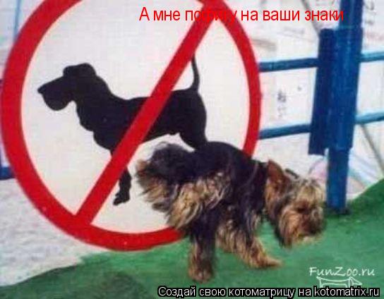 А мне пофигу на ваши знаки... Котоматрица: А мне пофигу на ваши знаки
