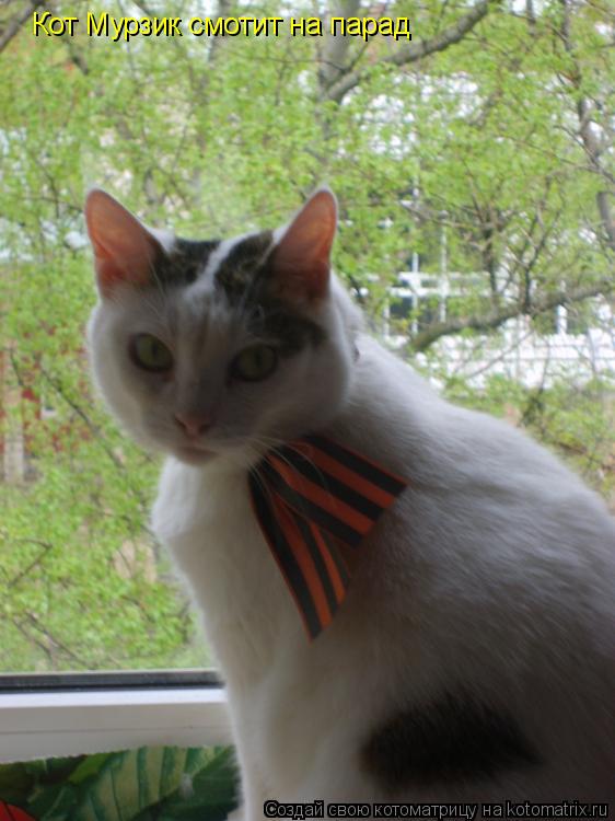 Кот Мурзик смотит на парад... Котоматрица: Кот Мурзик смотит на парад