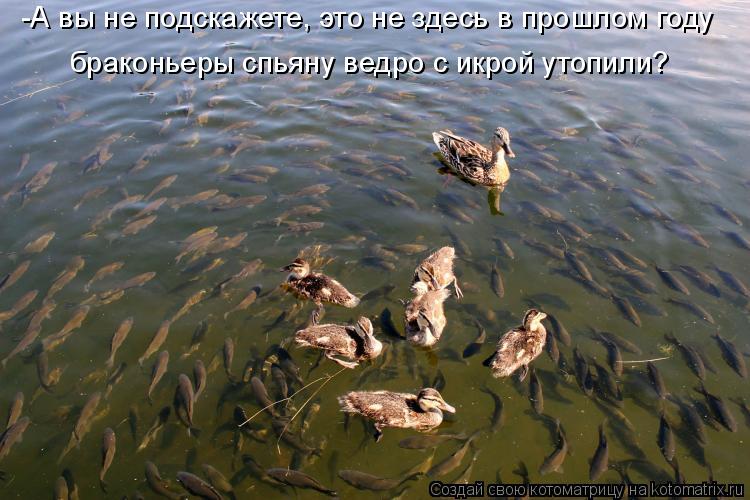 Котоматрица: -А вы не подскажете, это не здесь в прошлом году  браконьеры спьяну ведро с икрой утопили?