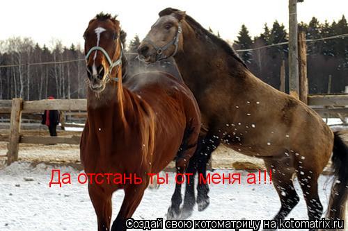 Да отстань ты от меня а!!!... Котоматрица: Да отстань ты от меня а!!!