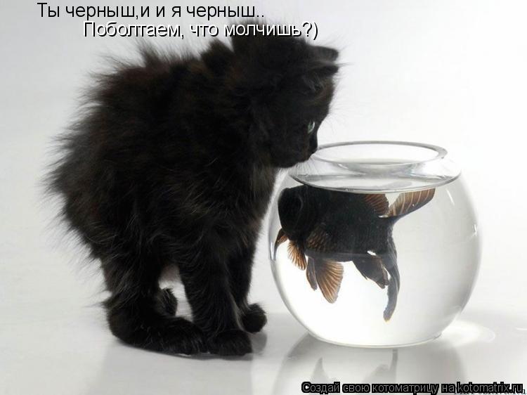 Ты черныш,и и я черныш.. Поболтаем, что молчишь?)... Котоматрица: Ты черныш,и и я черныш.. Поболтаем, что молчишь?)