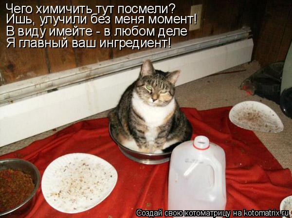 Чего химичить тут посмели? Ишь, улучили без меня момент! В виду имейте - в любом деле Я главный ваш и... Котоматрица: Чего химичить тут посмели? Ишь, улучили без меня момент! В виду имейте - в любом деле Я главный ваш ингредиент!