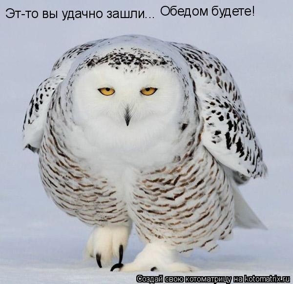 Эт-то вы удачно зашли... Обедом будете!... Котоматрица: Эт-то вы удачно зашли... Обедом будете!