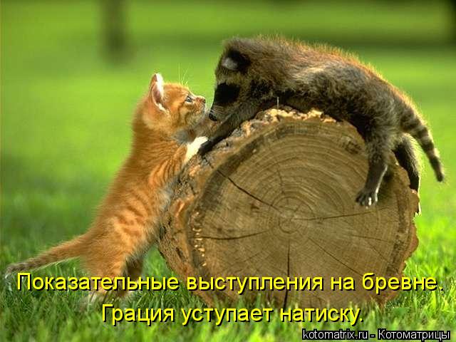 Показательные выступления на бревне. Грация уступает натиску.... Котоматрица: Показательные выступления на бревне. Грация уступает натиску.
