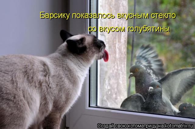Барсику показалось вкусным стекло со вкусом голубятины... Котоматрица: Барсику показалось вкусным стекло со вкусом голубятины