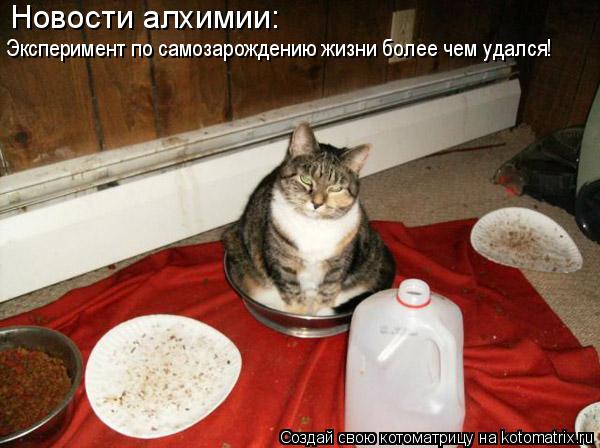 Котоматрица: Новости алхимии: Эксперимент по самозарождению жизни более чем удался!
