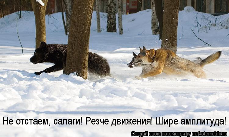 Котоматрица: Не отстаем, салаги! Резче движения! Шире амплитуда!