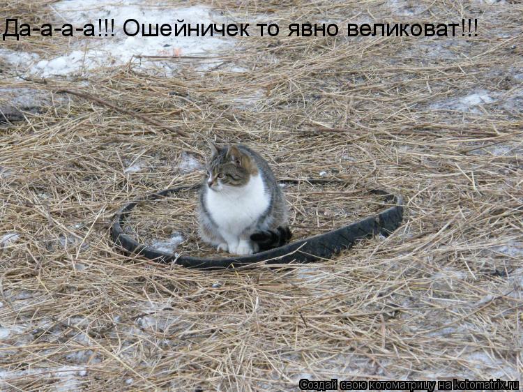 Котоматрица: Да-а-а-а!!! Ошейничек то явно великоват!!!