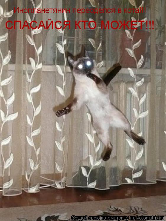 Котоматрица: Инопланетянин переоделся в кота!!! СПАСАЙСЯ КТО МОЖЕТ!!!