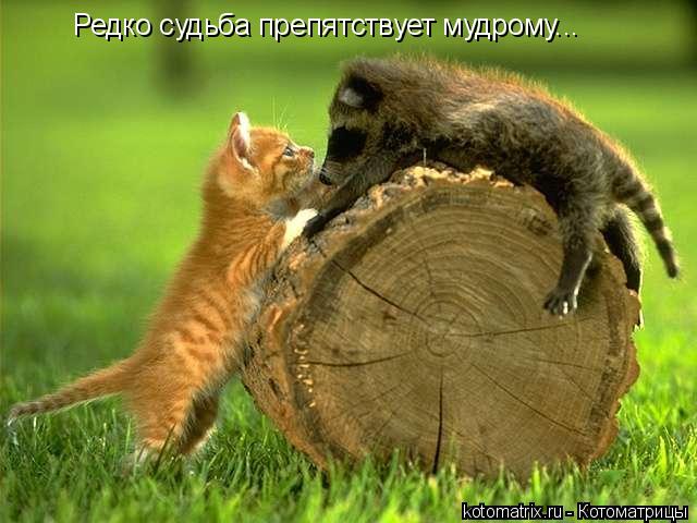Котоматрица: Редко судьба препятствует мудрому...
