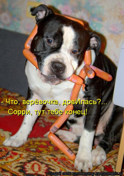 Котоматрица: - Что, верёвочка, довИлась?... Сорри, тут тебе конец!