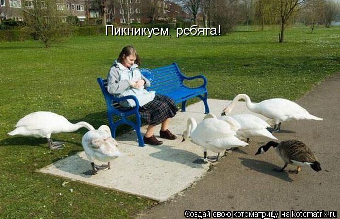 Котоматрица: Пикникуем, ребята!