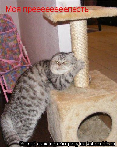 Котоматрица: Моя преееееееелесть
