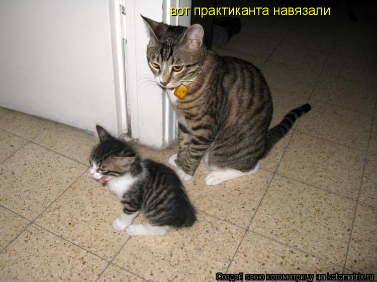 вот практиканта навязали... Котоматрица: вот практиканта навязали