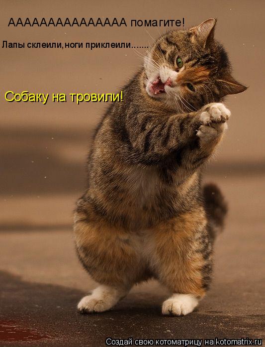 ААААААААААААААА помагите! Лапы склеили,ноги приклеили....... Собаку на тровили!... Котоматрица: ААААААААААААААА помагите! Лапы склеили,ноги приклеили....... Собаку на тровили!