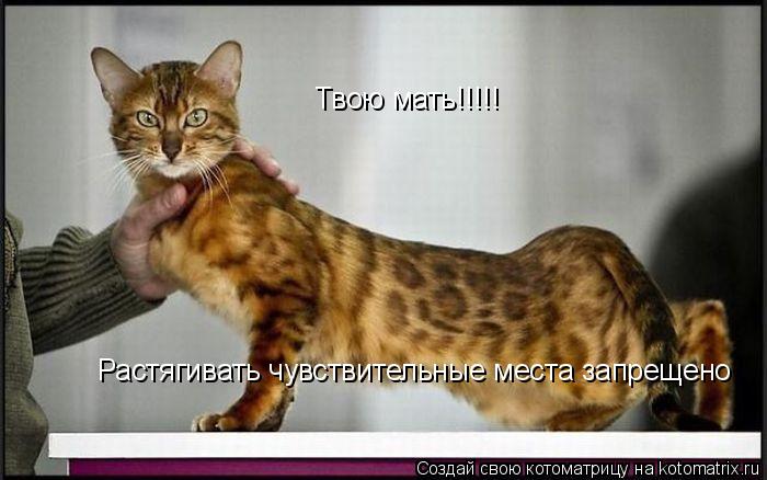 Твою мать!!!!! Растягивать чувствительные места запрещено... Котоматрица: Твою мать!!!!! Растягивать чувствительные места запрещено
