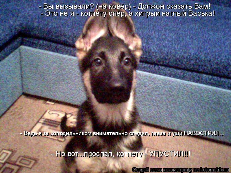 Котоматрица: - Вы вызывали? (на ковёр) - Должон сказать Вам! - Это не я - котлету спёр, а хитрый наглый Васька! - Ведь я за холодильником внимательно следил, гл