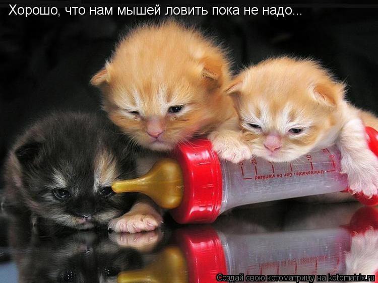 Хорошо, что нам мышей ловить пока не надо...... Котоматрица: Хорошо, что нам мышей ловить пока не надо...