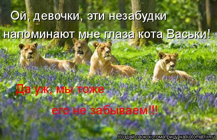 Ой, девочки, эти незабудки напоминают мне глаза кота Васьки! Да уж, мы тоже его не забываем!!!... Котоматрица: Ой, девочки, эти незабудки напоминают мне глаза кота Васьки! Да уж, мы тоже его не забываем!!!