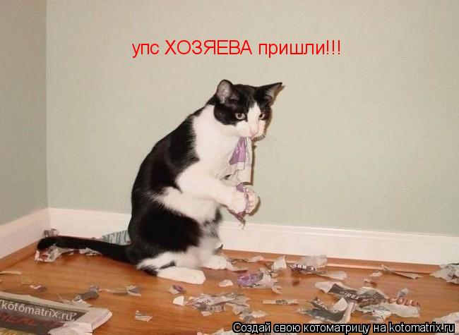 упс ХОЗЯЕВА пришли!!!... Котоматрица: упс ХОЗЯЕВА пришли!!!