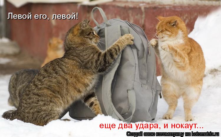Левой его, левой! еще два удара, и нокаут...... Котоматрица: Левой его, левой! еще два удара, и нокаут...